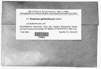 Image of Entyloma gaillardianum